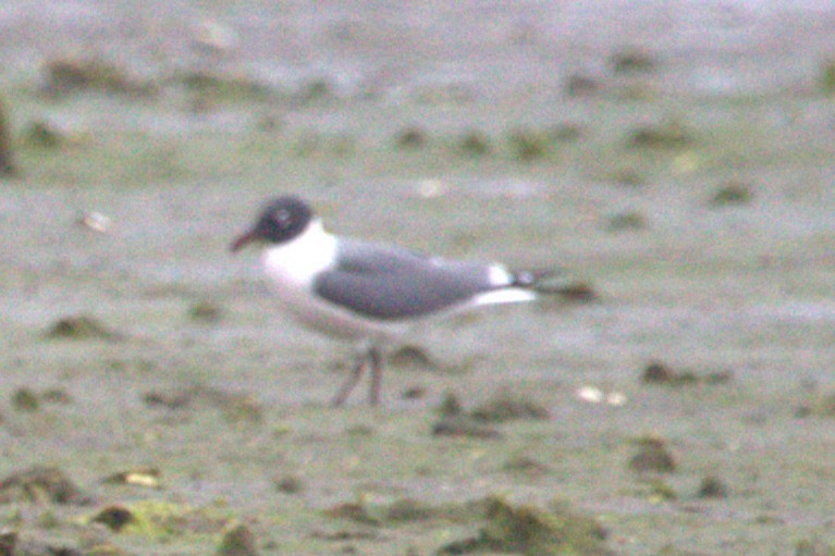 Mouette atricille - ML644658884