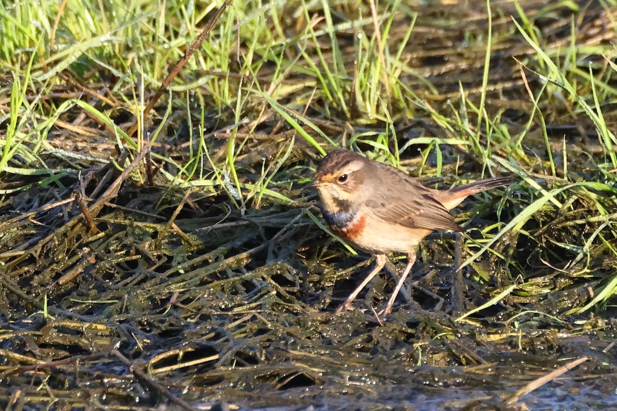 Gorgebleue à miroir - ML644658885