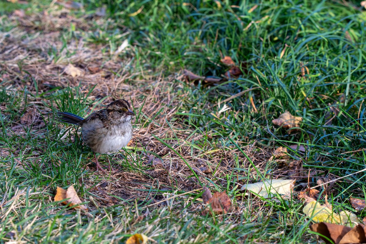 Bruant à gorge blanche - ML644658886