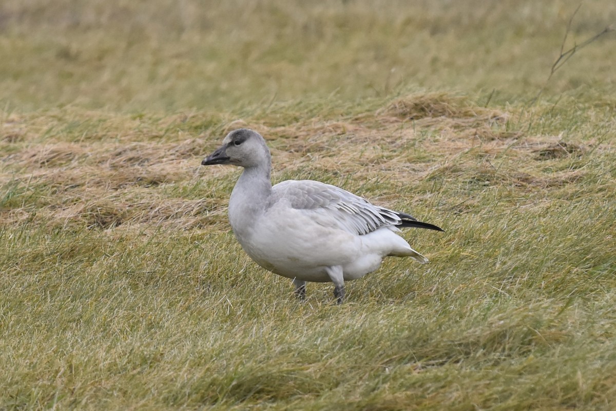 Oie des neiges - ML644658887