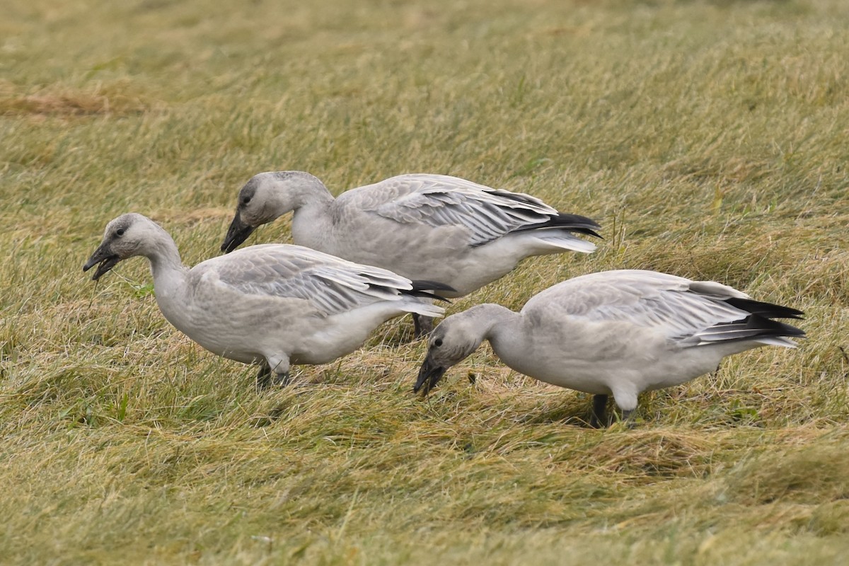 Oie des neiges - ML644658888