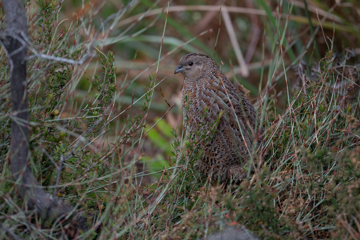Caille tasmane - ML644658889