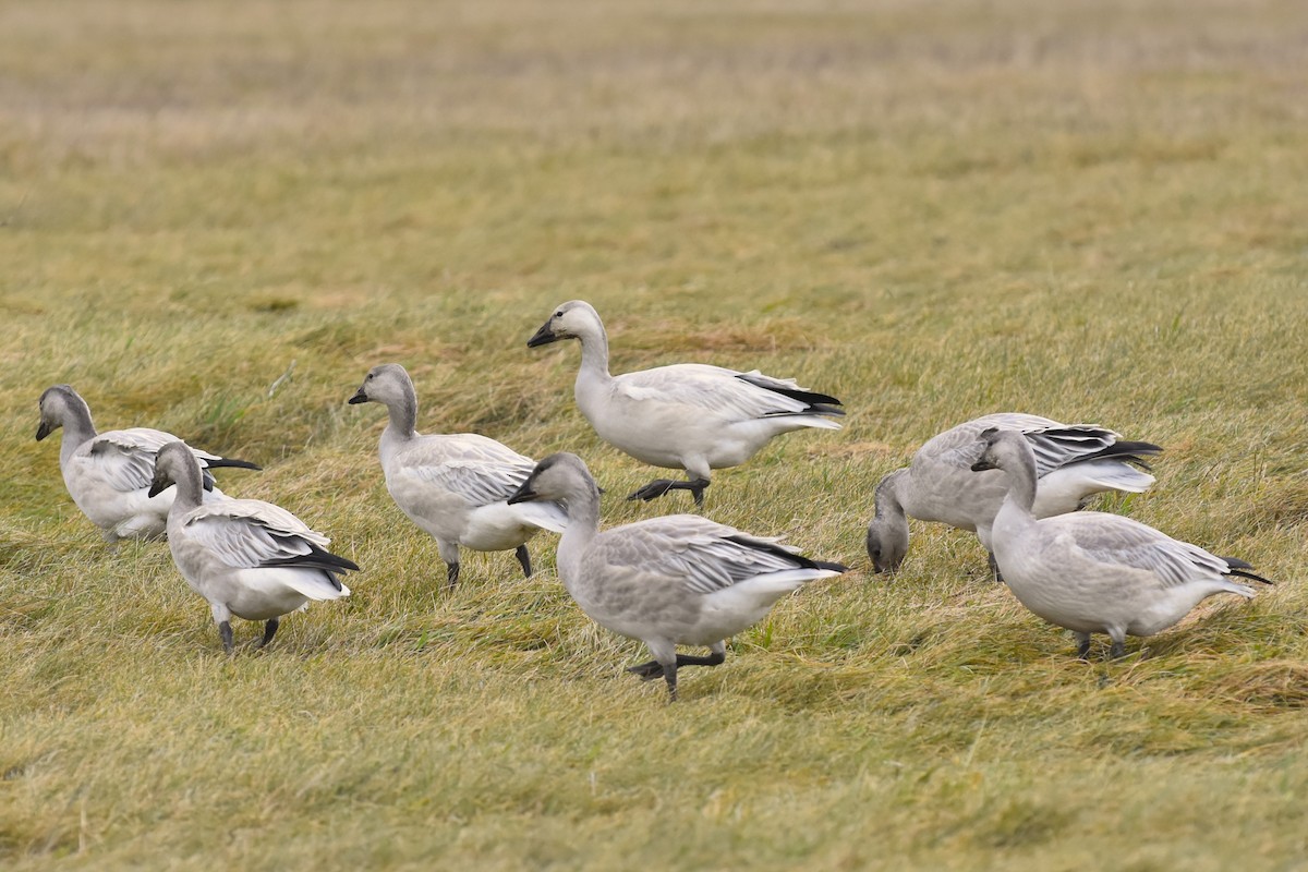 Oie des neiges - ML644658890