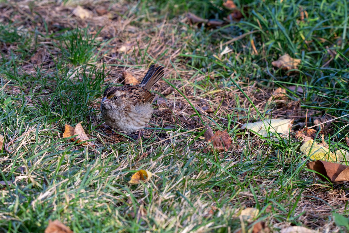 Bruant à gorge blanche - ML644658891