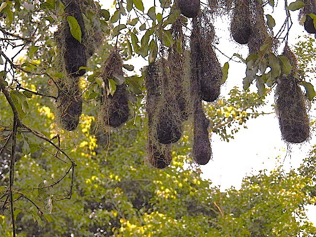 Cassique cul-rouge - ML644658892