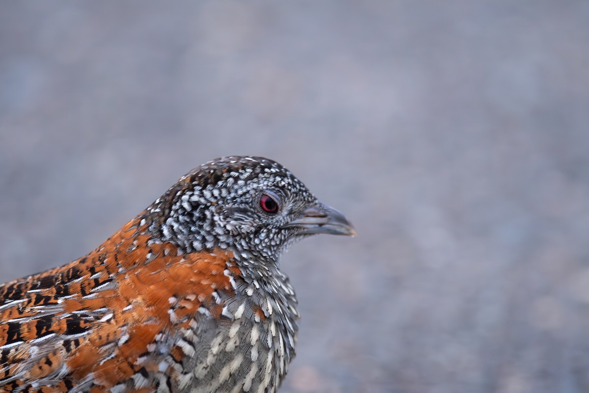 perepel rudooký - ML644658894