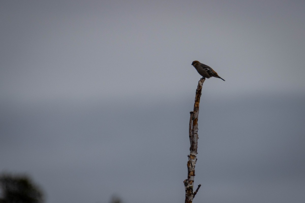 Durbec des sapins - ML644658895
