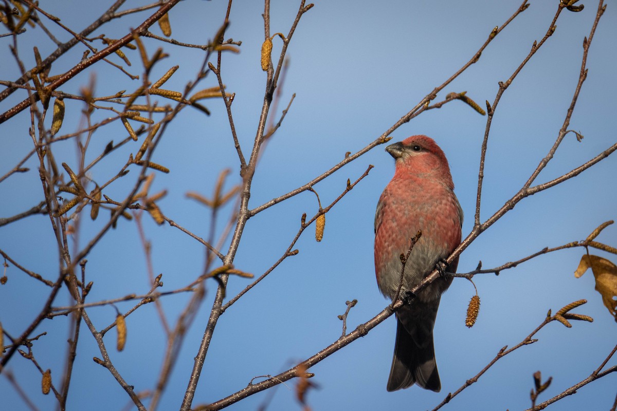 Durbec des sapins - ML644658896
