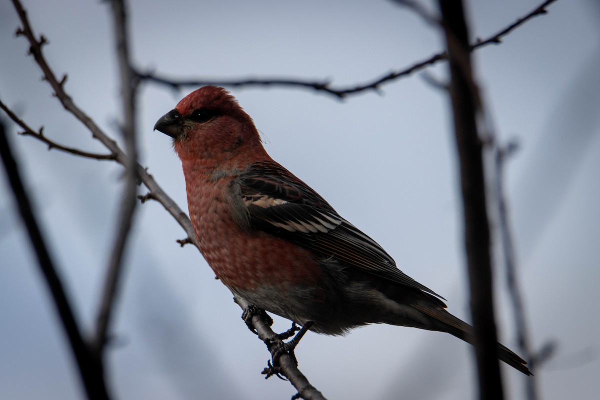 Durbec des sapins - ML644658897