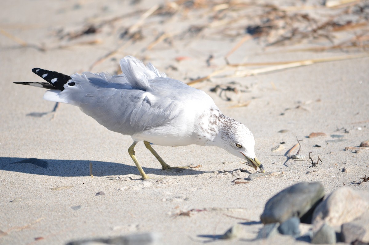 Goéland à bec cerclé - ML644658898