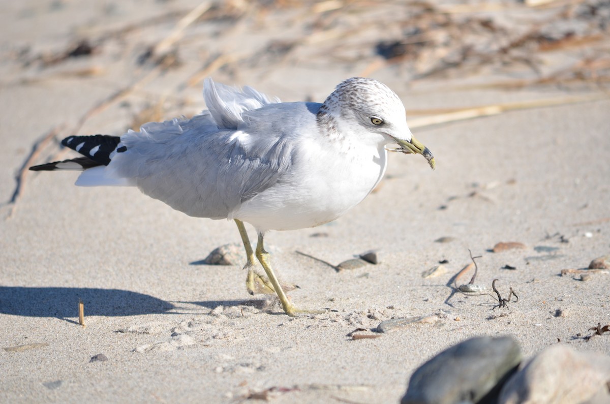 Goéland à bec cerclé - ML644658900