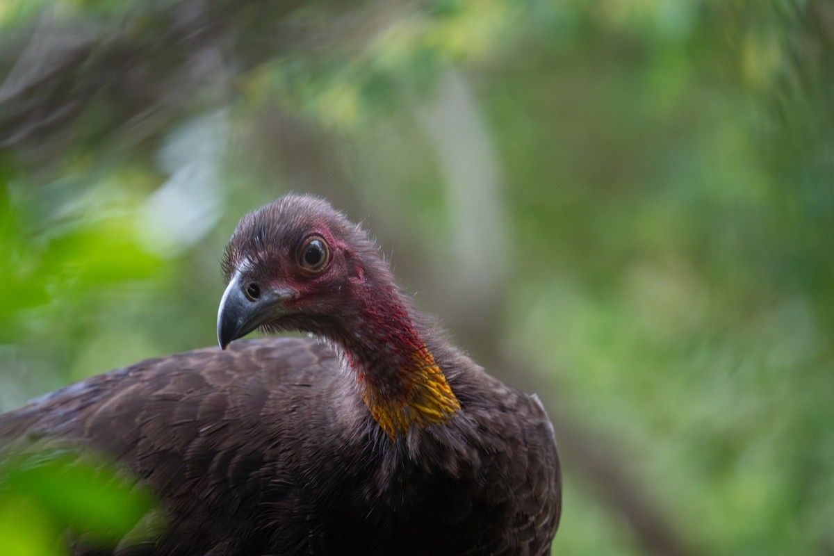 Talégalle de Latham - ML644658901