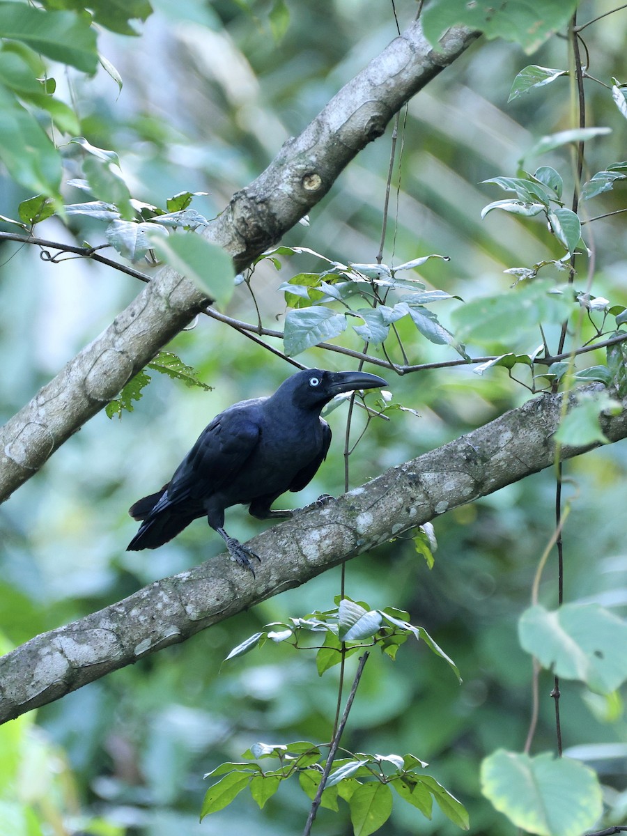 Corneille des Moluques - ML644658903