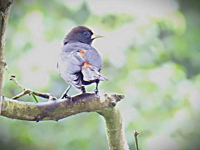 Cassique cul-rouge - ML644658908