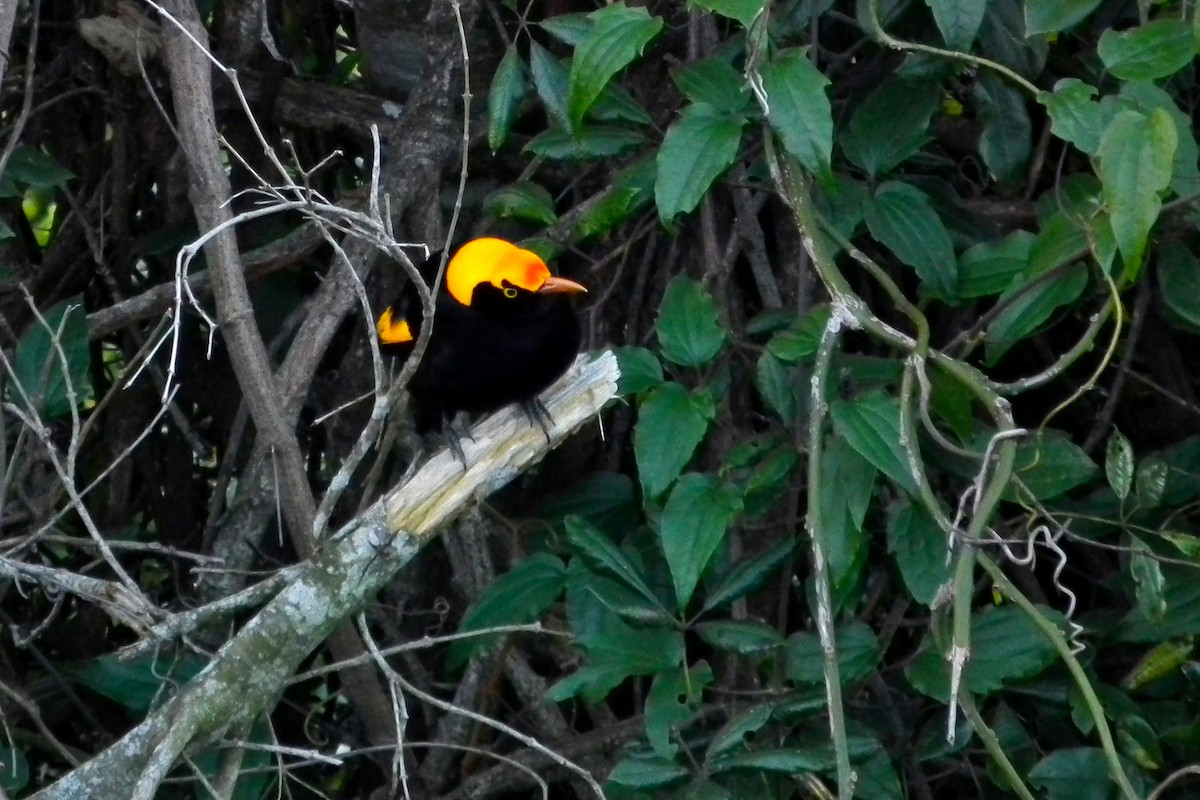 Jardinier prince-régent - ML644658909