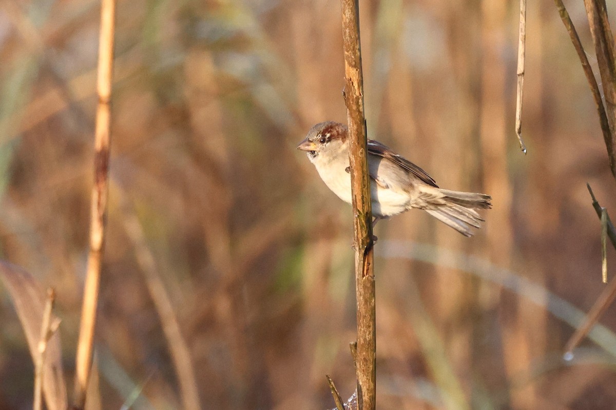 Moineau domestique - ML644658910