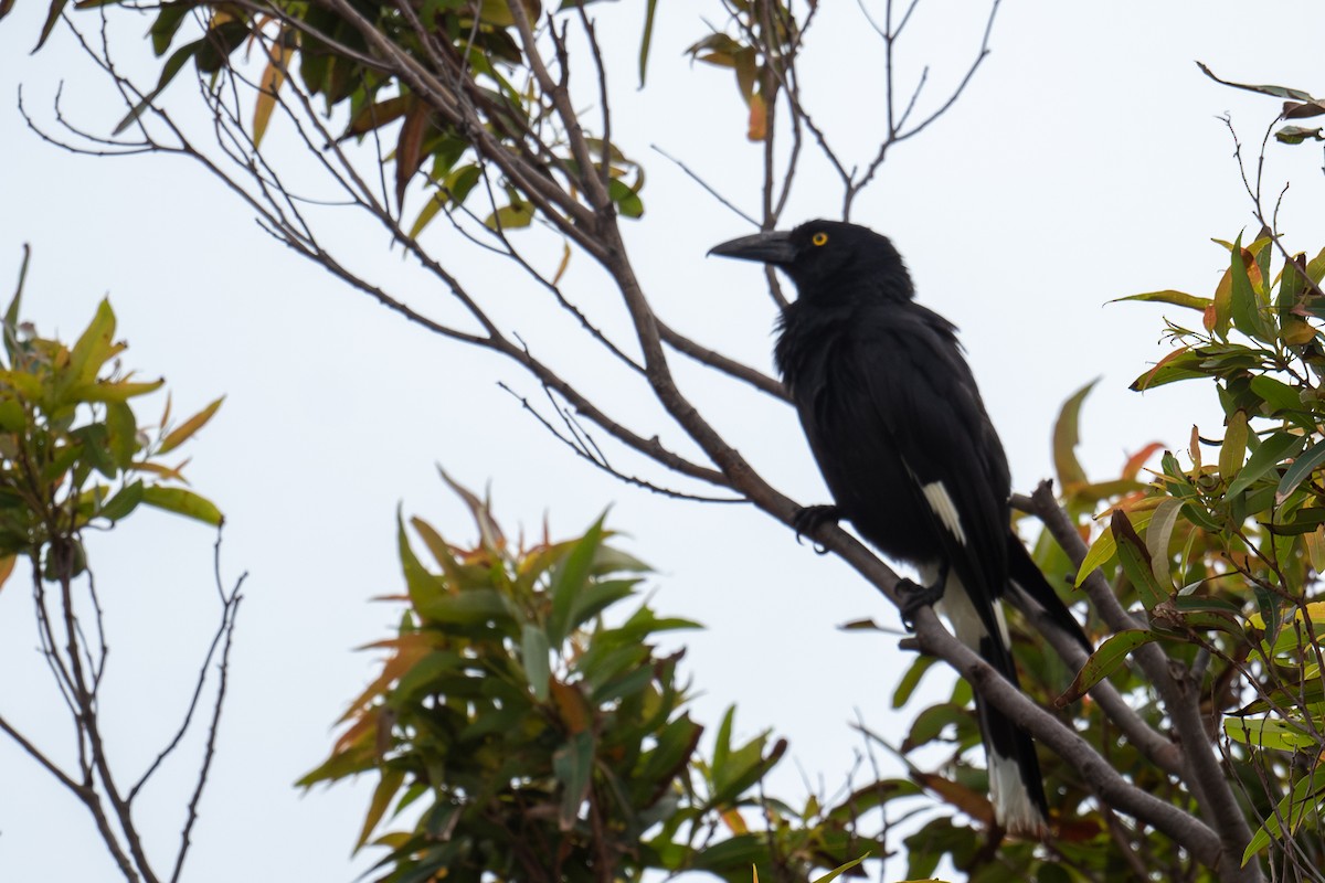 Grand Réveilleur - ML644658911