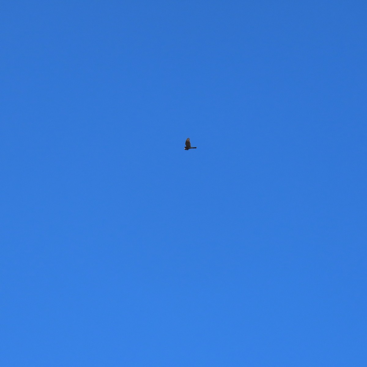 Sharp-shinned Hawk - ML644658913