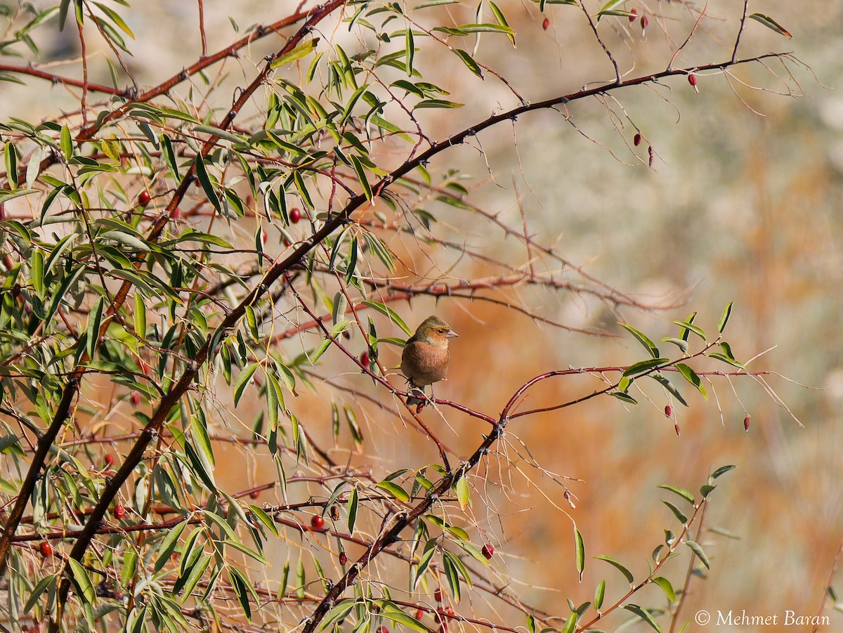 פרוש מצוי - ML644658916