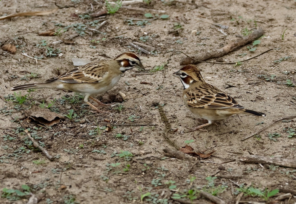 Lark Sparrow - ML644658923