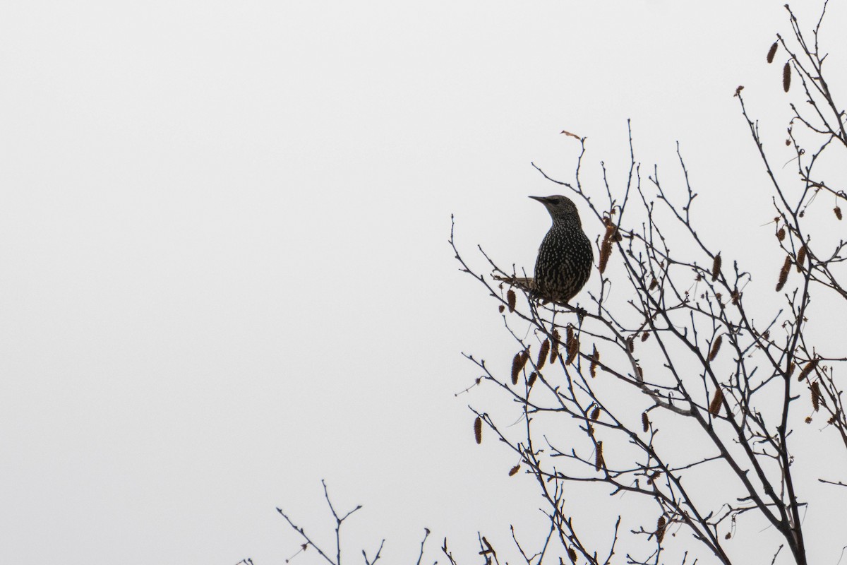 Étourneau sansonnet - ML644658924