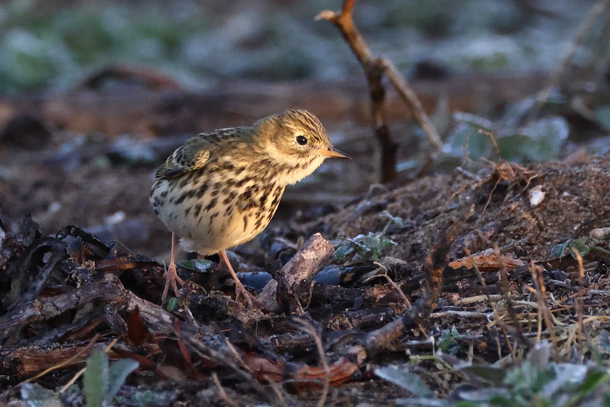 Negu-txirta - ML644658925