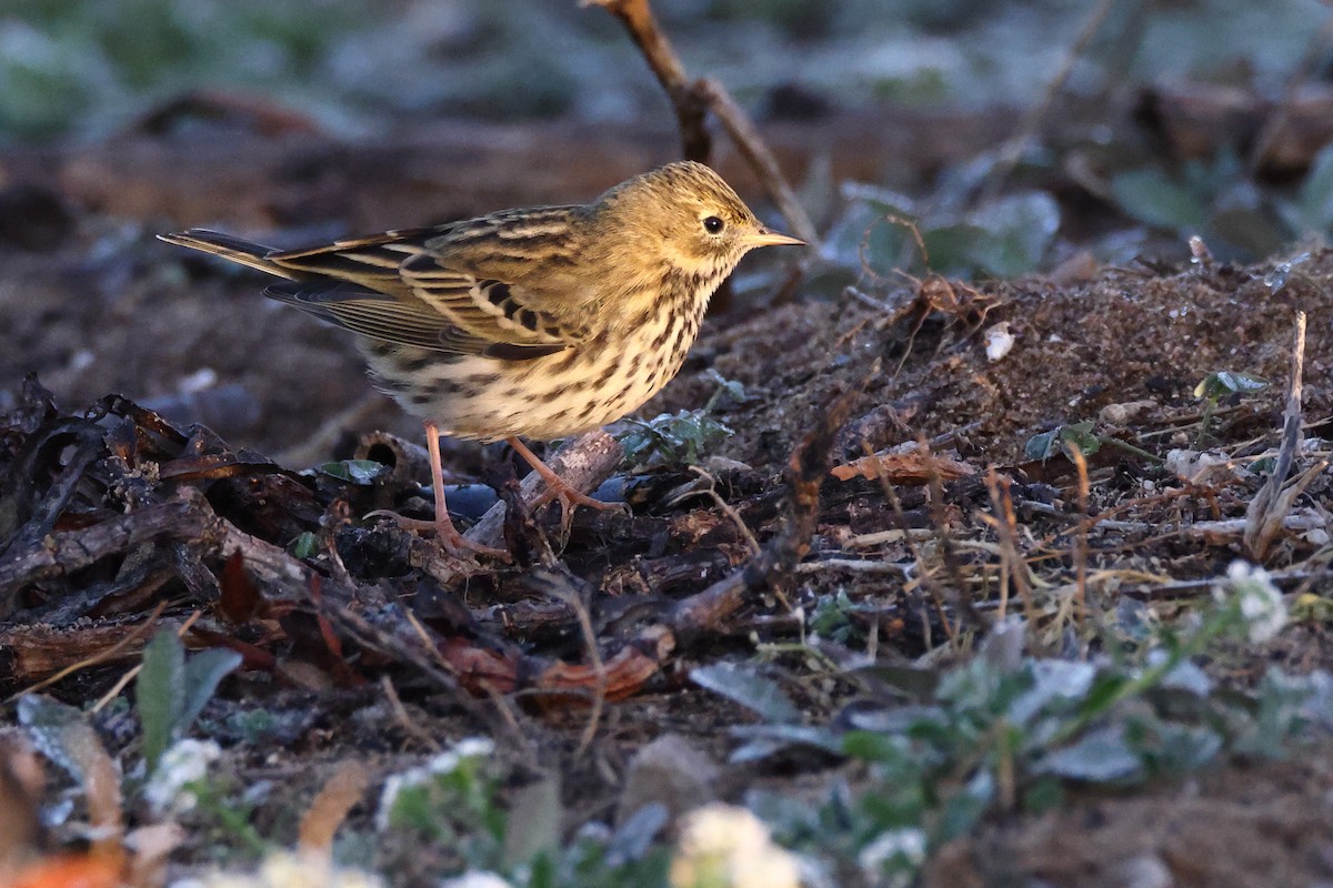 Negu-txirta - ML644658926