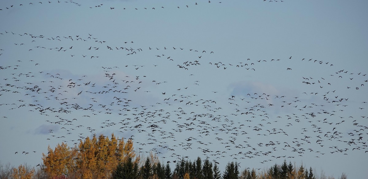 Kanadagans - ML644658928