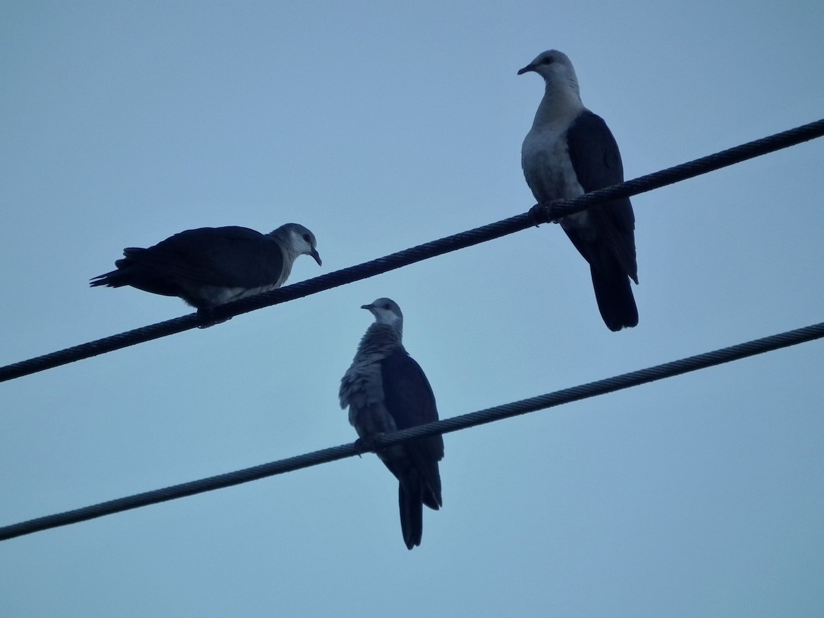 holub běloprsý - ML644658931