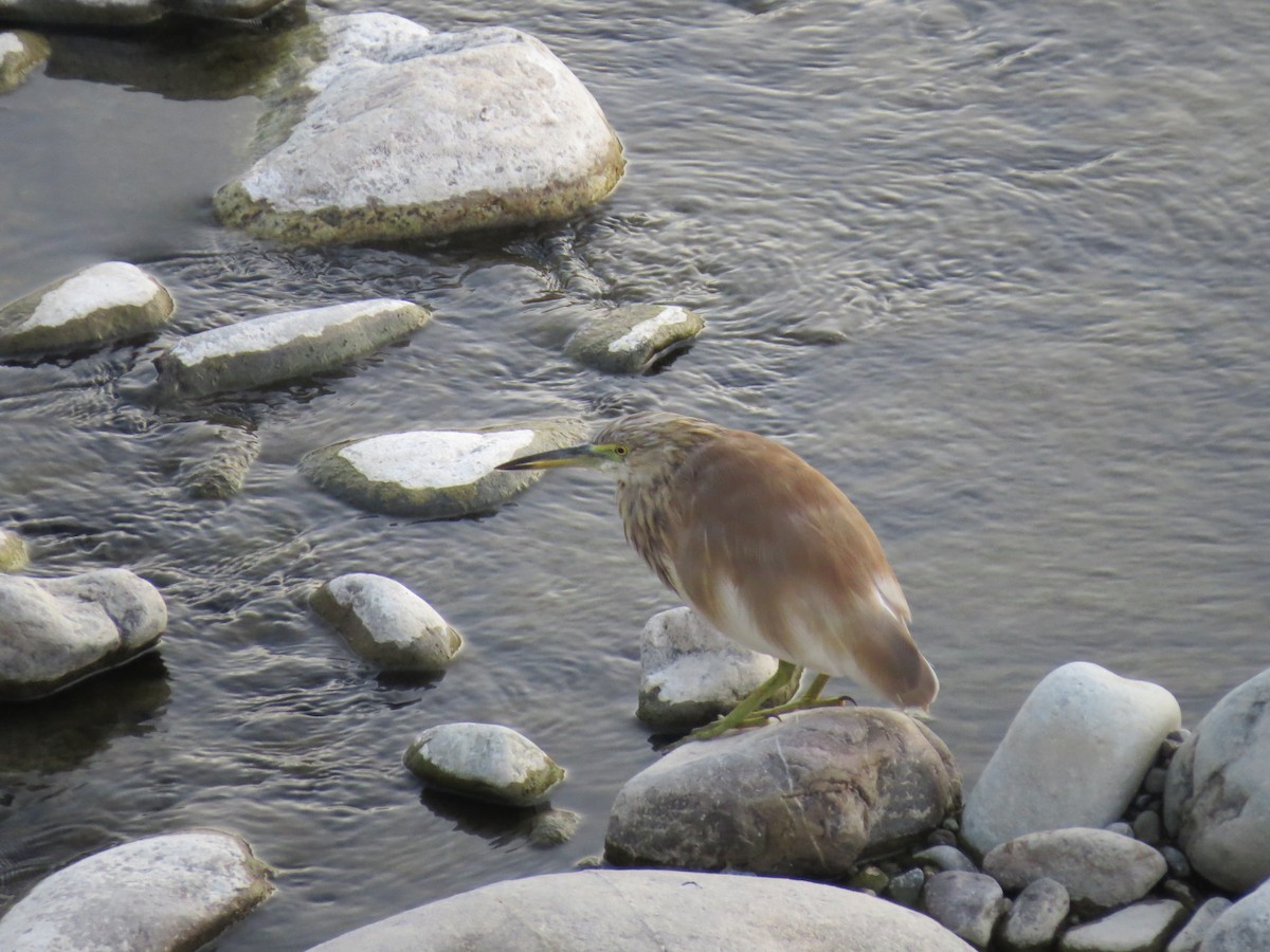 Чапля індійська - ML644658933