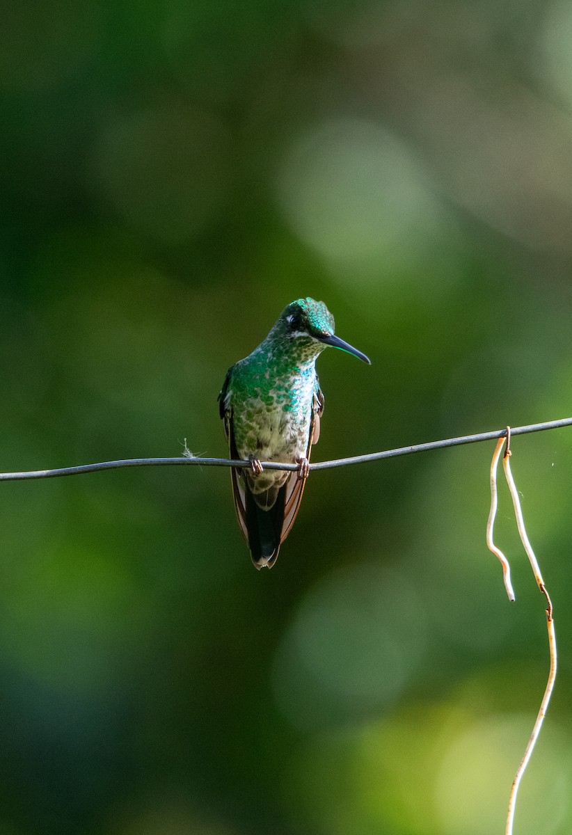 Колібрі-діамант колумбійський - ML644658934