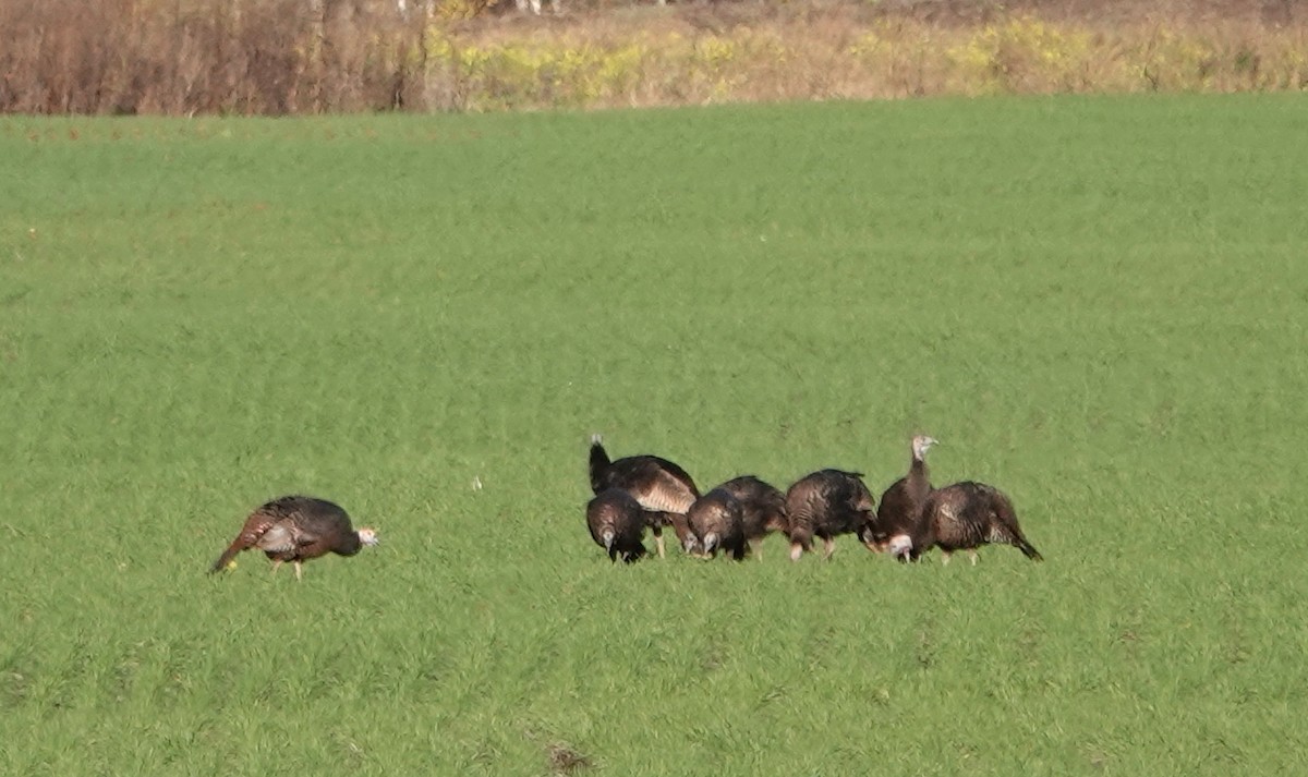 Dindon sauvage - ML644658937