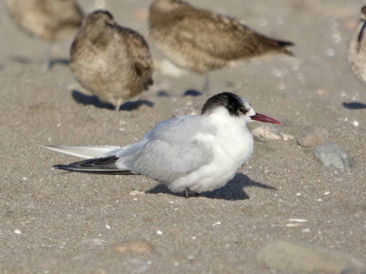 Falklandseeschwalbe - ML644658938