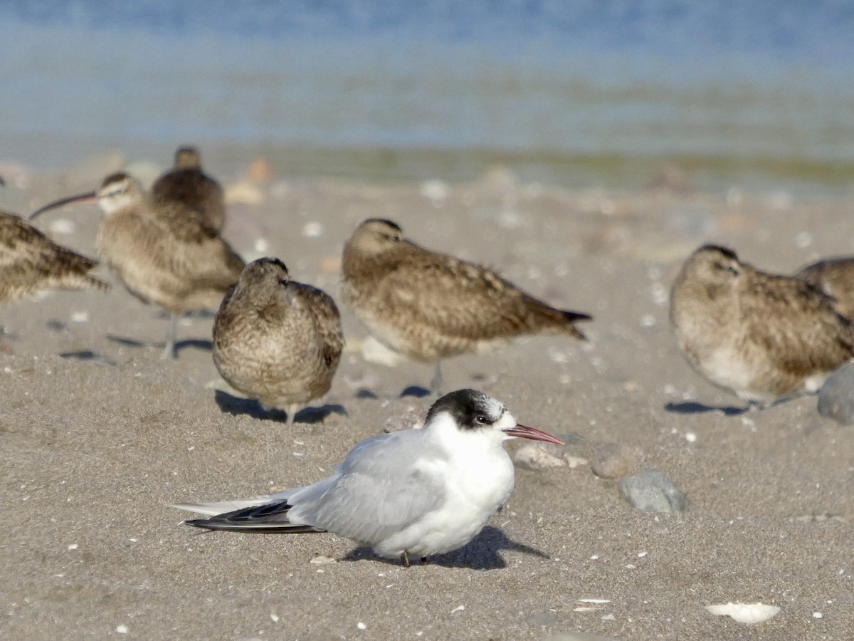 Falklandseeschwalbe - ML644658939