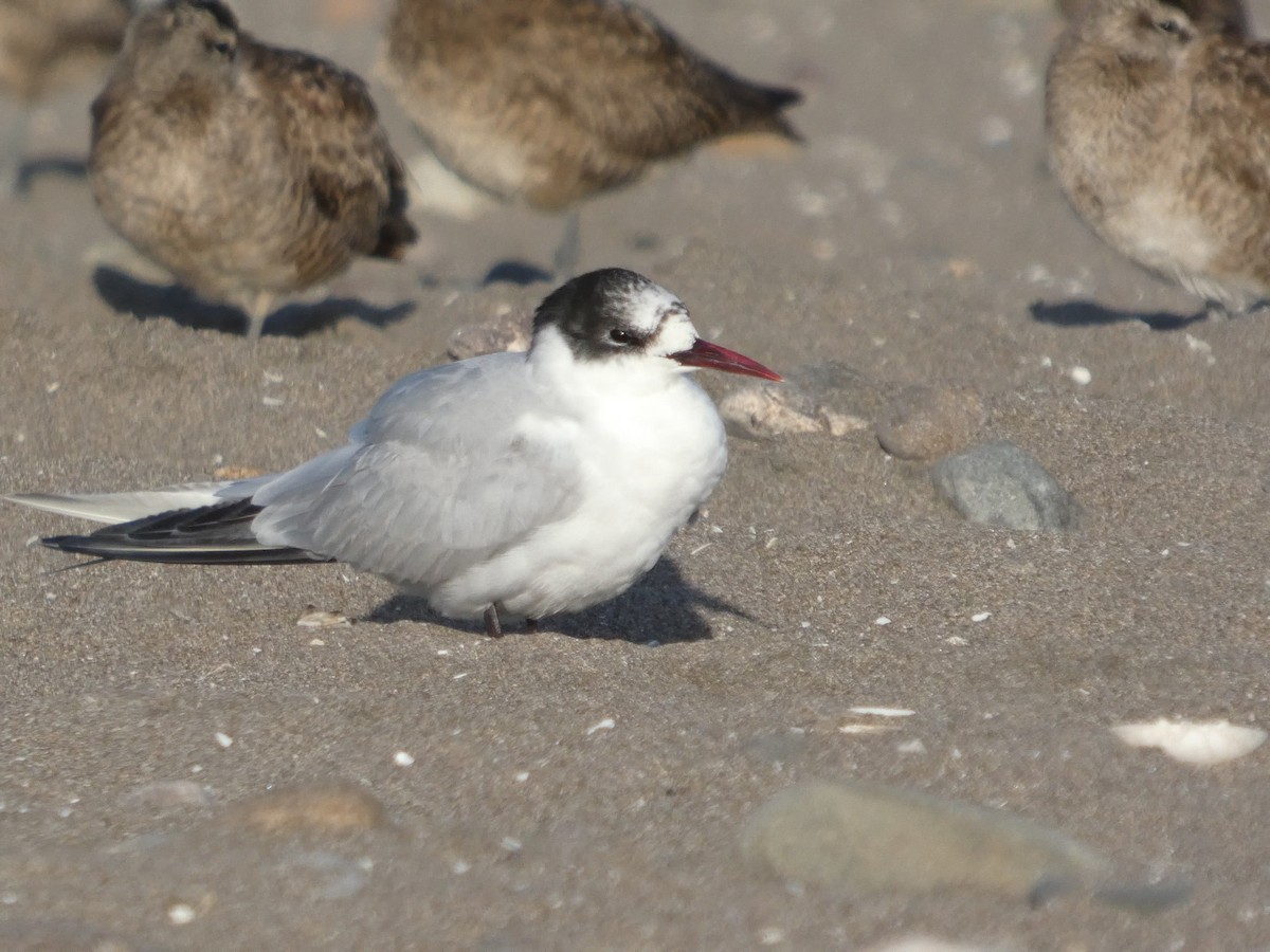 Falklandseeschwalbe - ML644658940