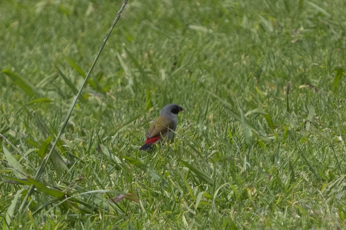 Swee Waxbill - ML644658944