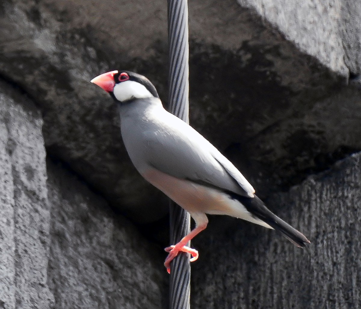 爪哇雀 - ML644658945