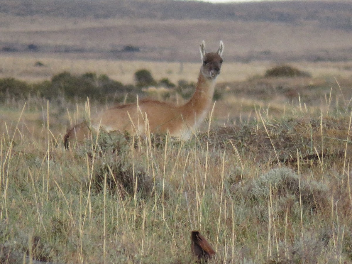 Guanaco - ML644658947