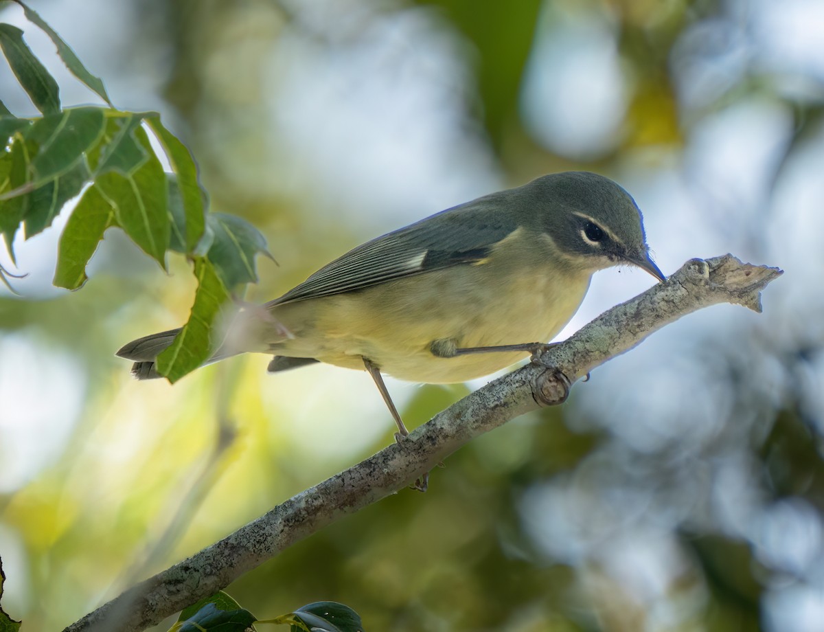 Black-throated Blue Warbler - ML644658949