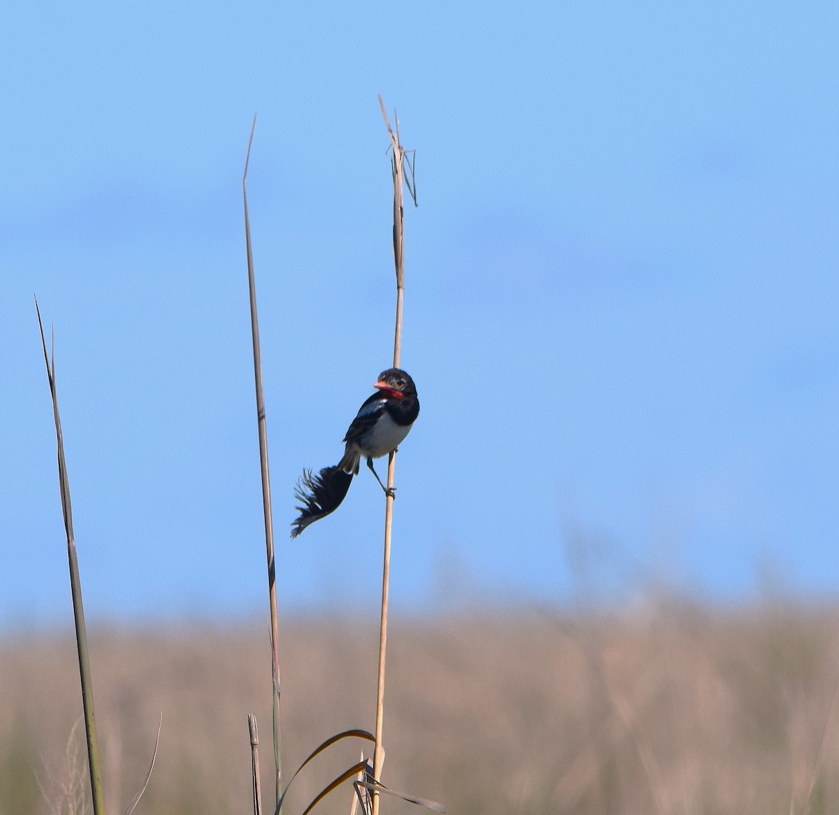 Ятапа вимпелохвоста - ML644658950