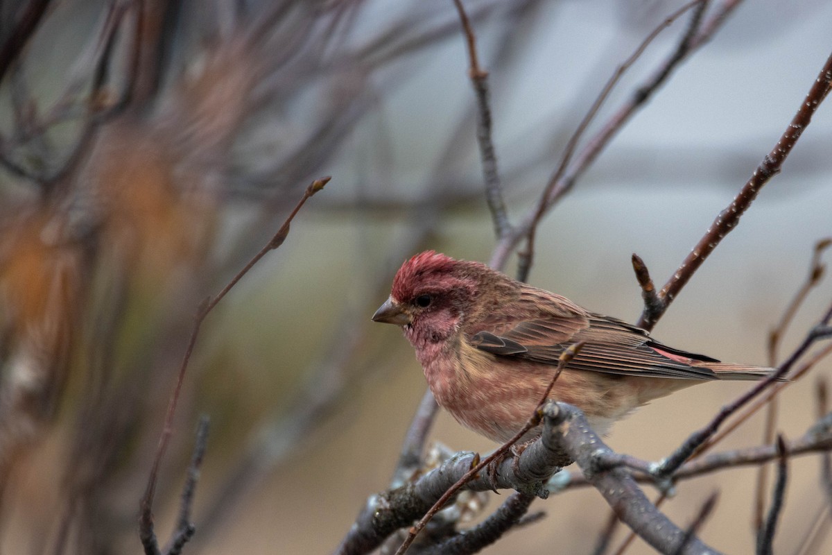 Purple Finch - ML644658951