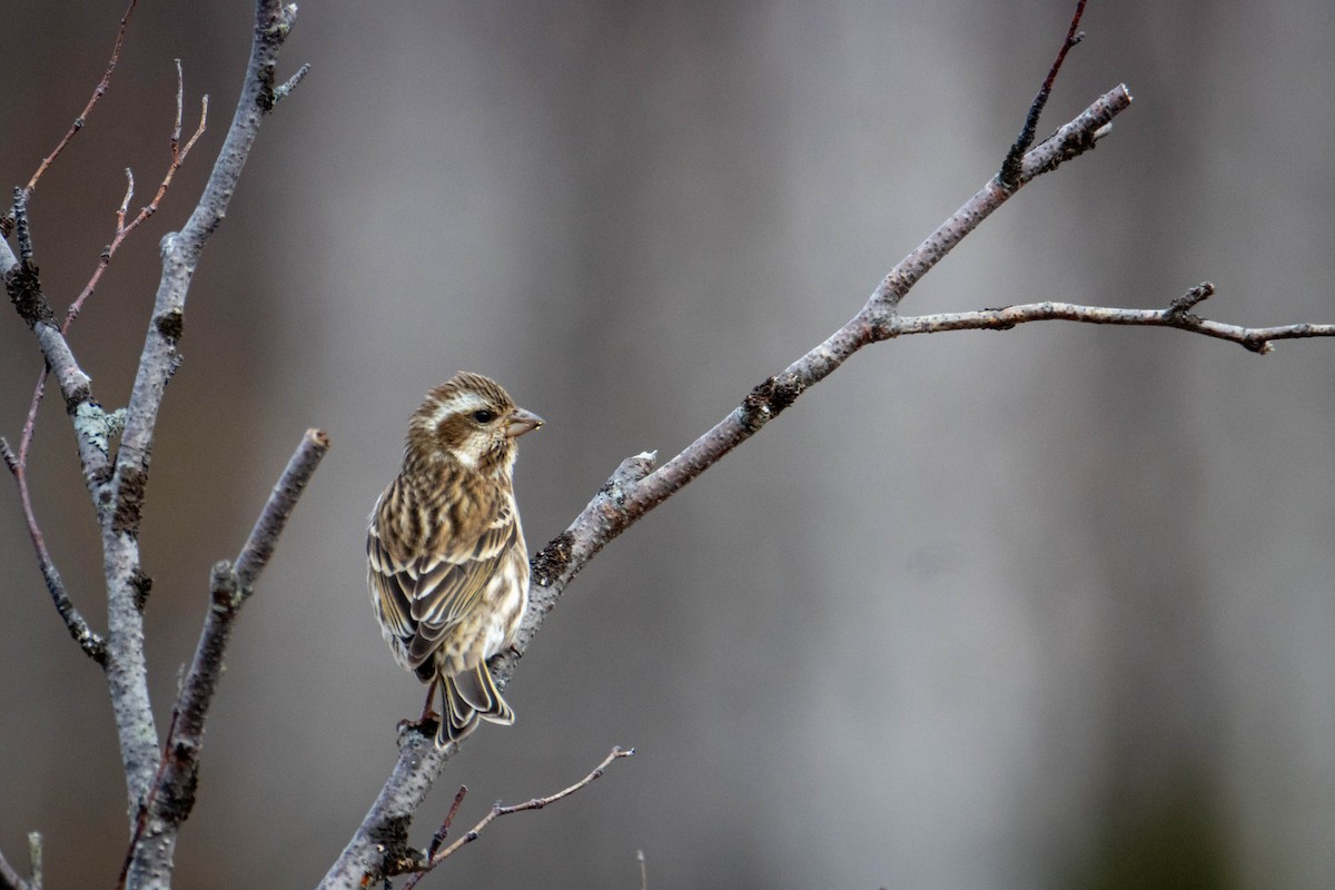 Purple Finch - ML644658952