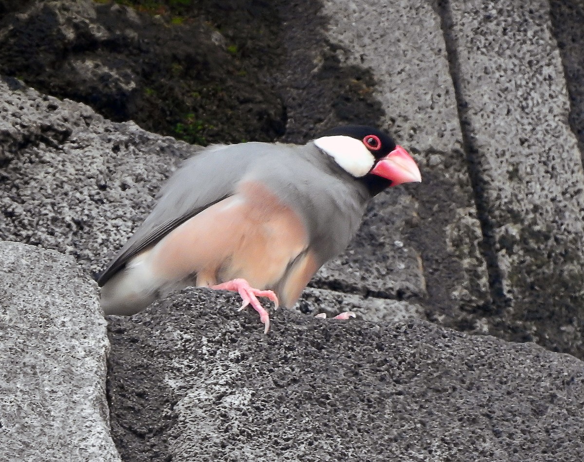 爪哇雀 - ML644658956