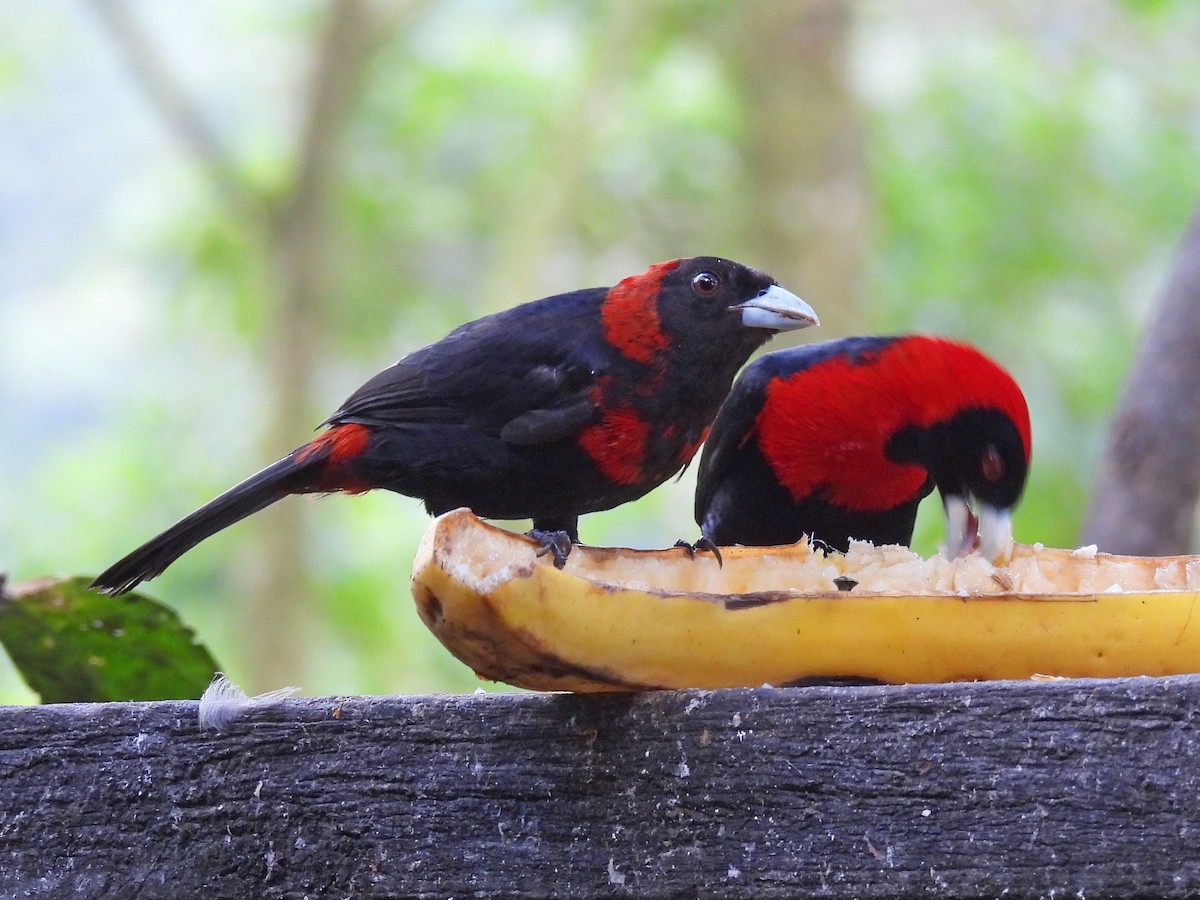 Crimson-collared Tanager - ML644658957