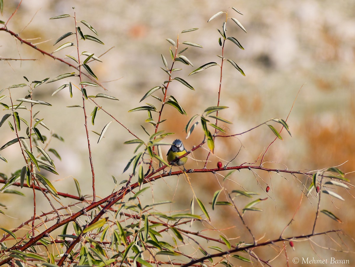 Eurasian Blue Tit - ML644658958