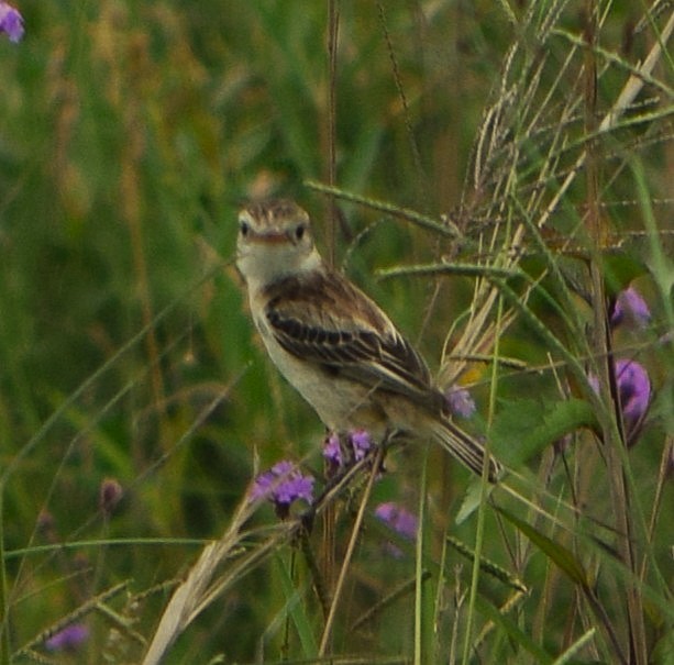 Ятапа вимпелохвоста - ML644658960