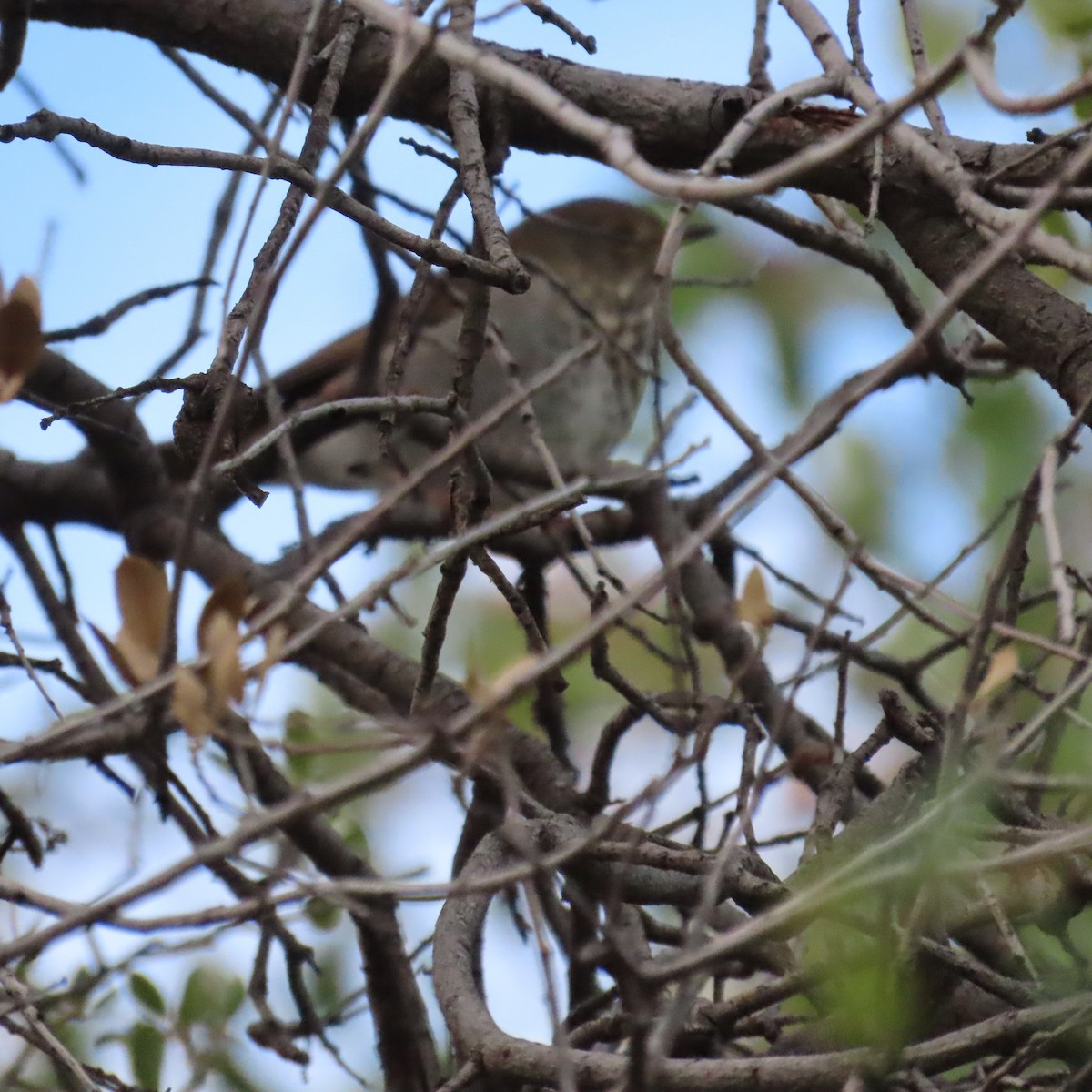 Hermit Thrush - ML644658961