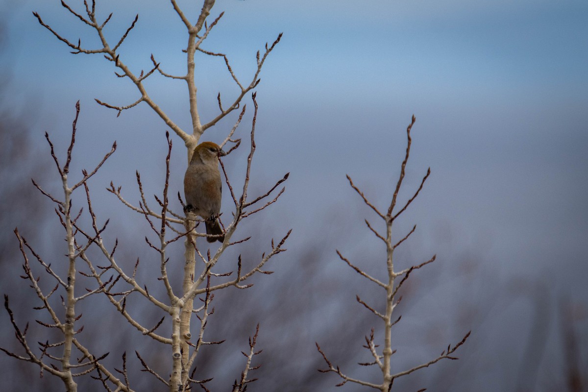 Pine Grosbeak - ML644658963