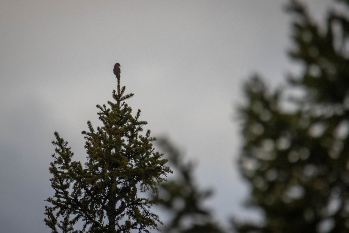Red Crossbill - ML644658967
