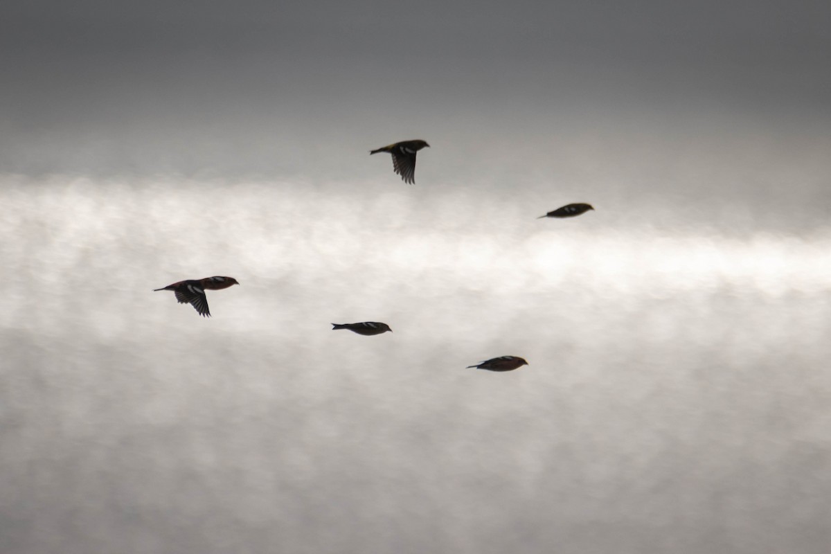 White-winged Crossbill - ML644658972